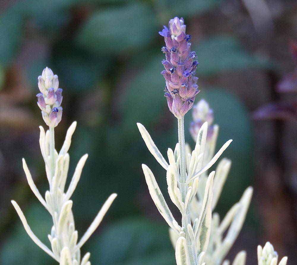 Photo of Lavender (Lavandula x heterophylla 'Meerlo') uploaded by DebraZone9