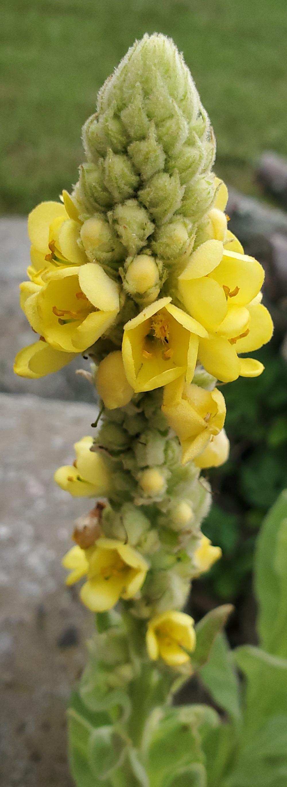 Photo of Common Mullein (Verbascum thapsus) uploaded by SunriseSide