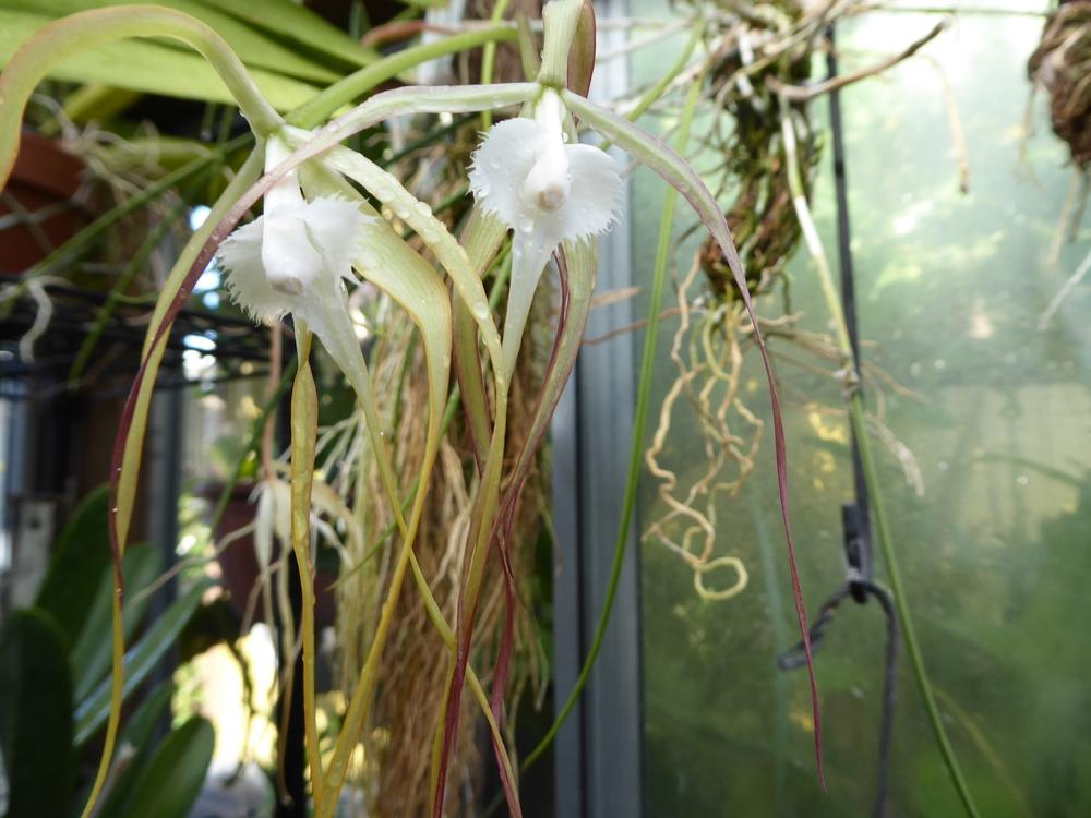 Photo of Orchid (Brassavola cucullata) uploaded by ctcarol