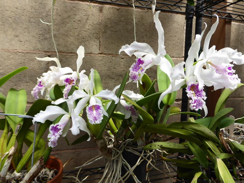 Photo of Orchid (Cattleya maxima 'Manolo') uploaded by ctcarol