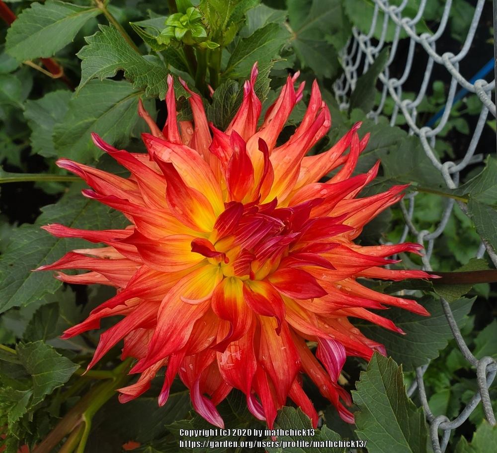 Photo of Dahlia 'Woodland's Wildthing' uploaded by mathchick13