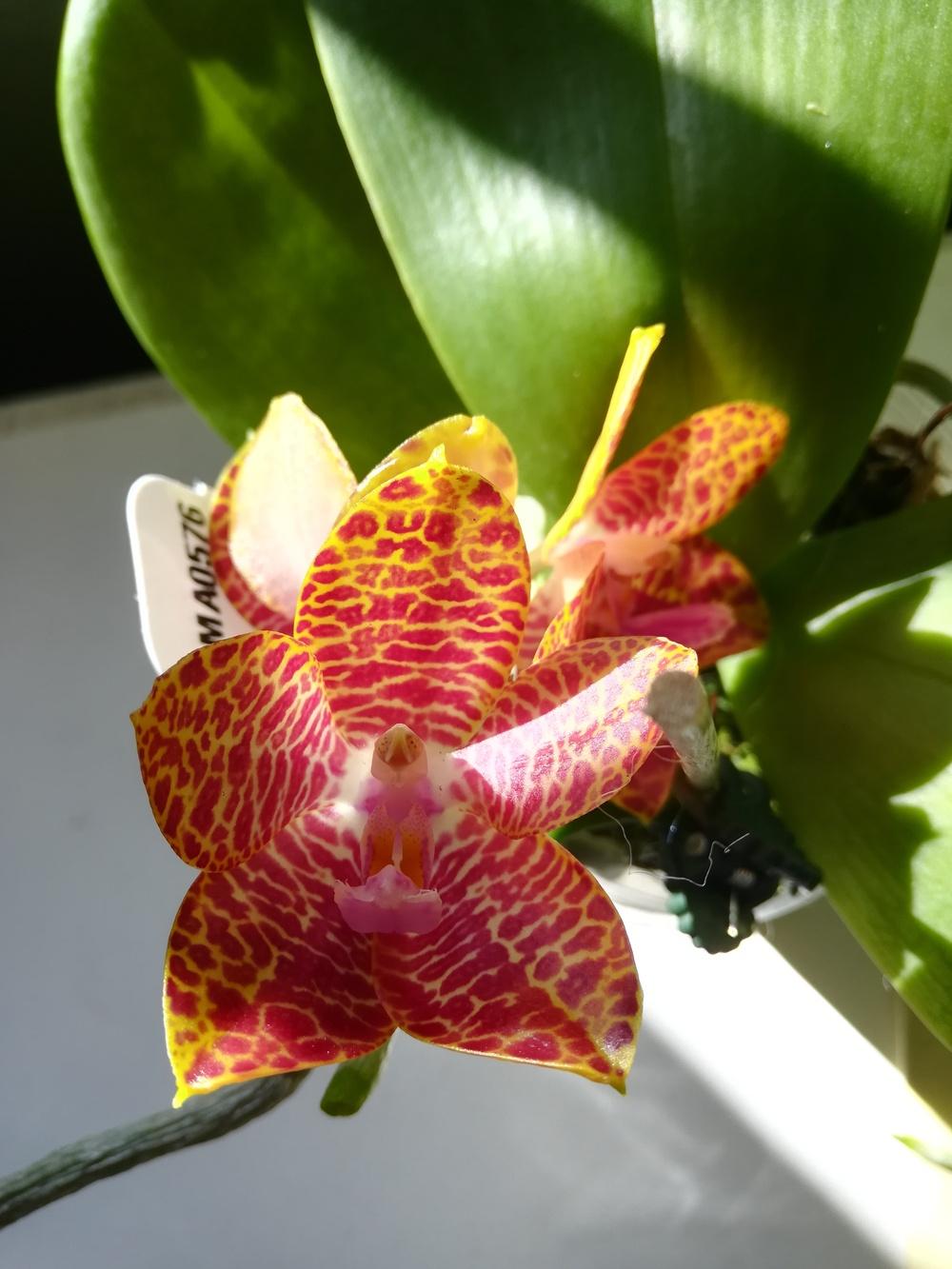 Photo of Moth Orchid (Phalaenopsis) uploaded by olga_batalov