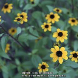 Location: Chicago
Date: 2020-07-26
Most dainty of all Rudbeckia