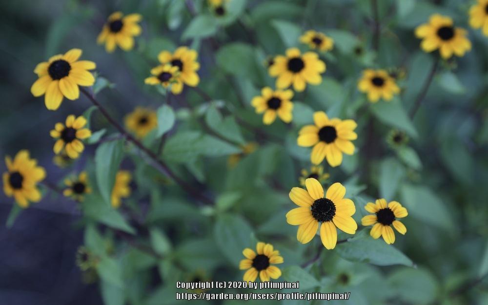 Photo of Browneyed Susan (Rudbeckia triloba) uploaded by pitimpinai