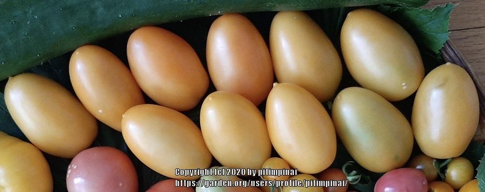 Photo of Tomato (Solanum lycopersicum 'Orange Banana') uploaded by pitimpinai