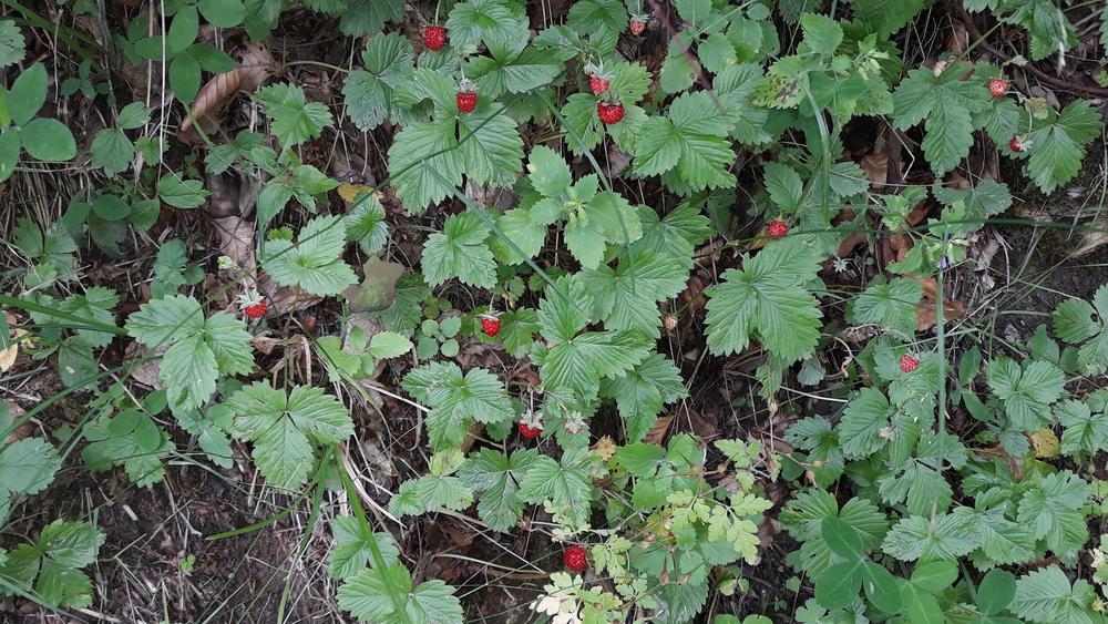 Photo of Alpine Strawberry (Fragaria vesca) uploaded by skopjecollection
