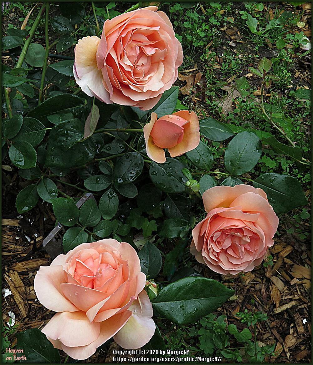 Photo of Rose (Rosa 'Heaven on Earth') uploaded by MargieNY