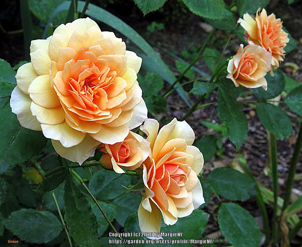 Photo of Rose (Rosa 'Grace') uploaded by MargieNY
