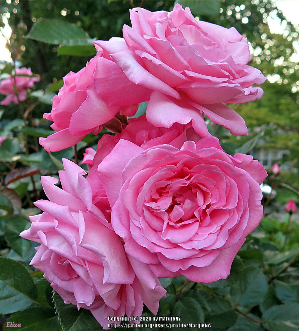 Photo of Rose (Rosa 'Eliza') uploaded by MargieNY
