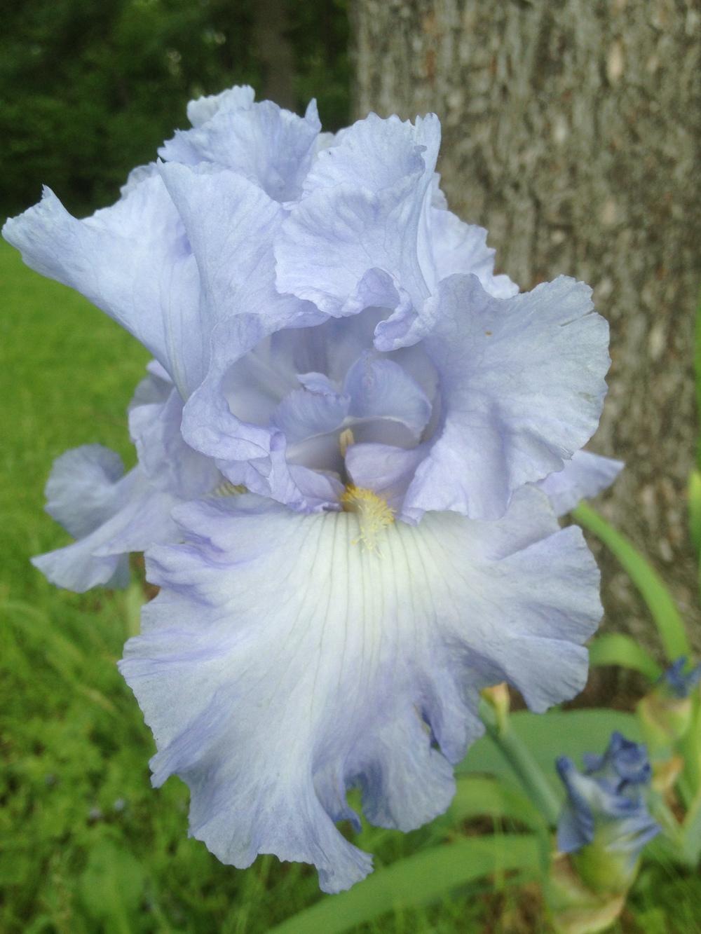 Photo of Tall Bearded Iris (Iris 'Absolute Treasure') uploaded by SkirtGardener