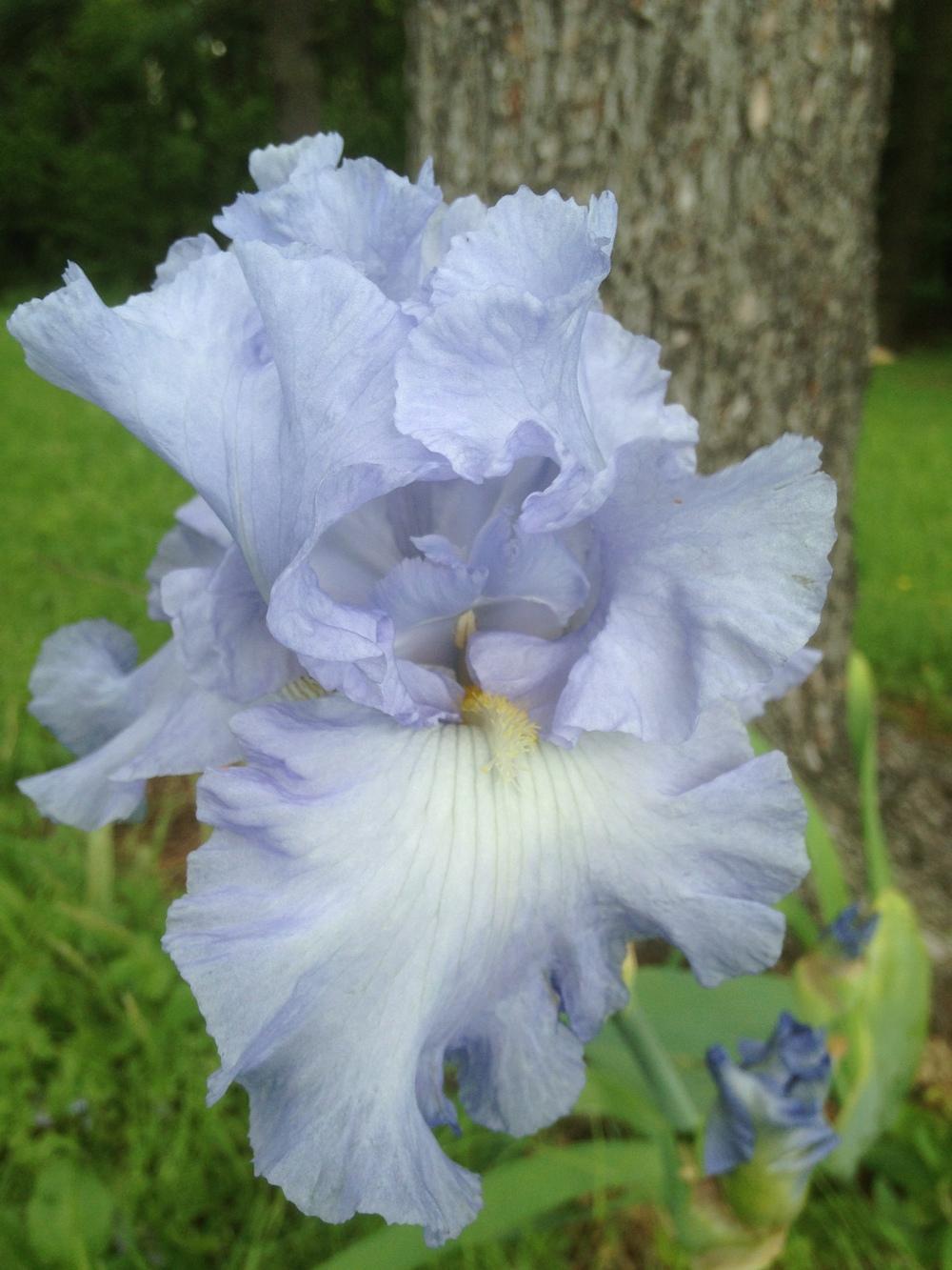 Photo of Tall Bearded Iris (Iris 'Absolute Treasure') uploaded by SkirtGardener