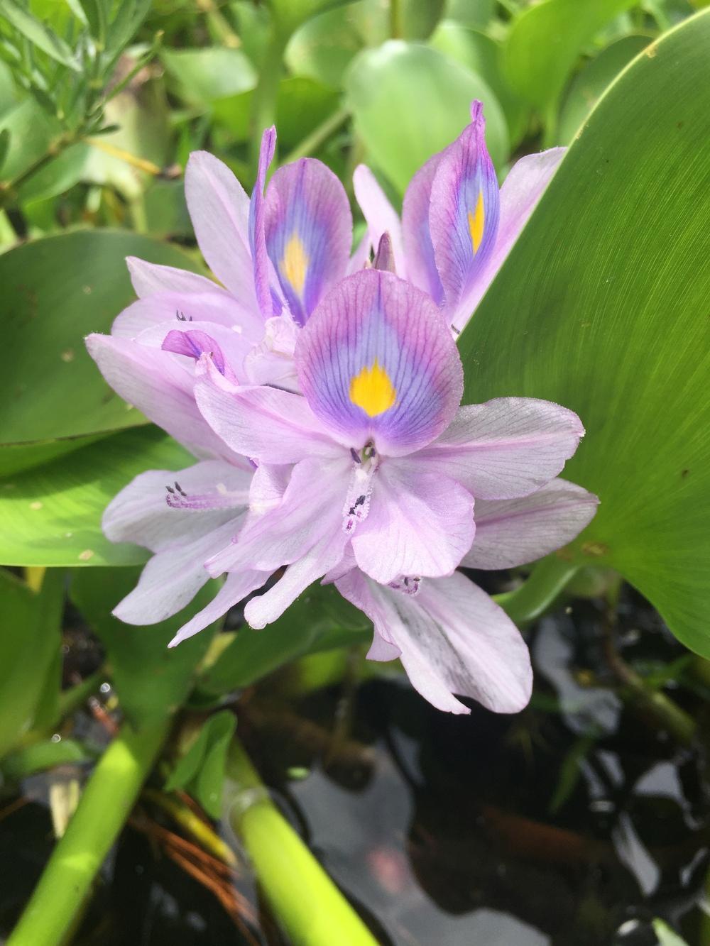 Photo of Water Hyacinth (Eichhornia crassipes) uploaded by WhistlingWisteria