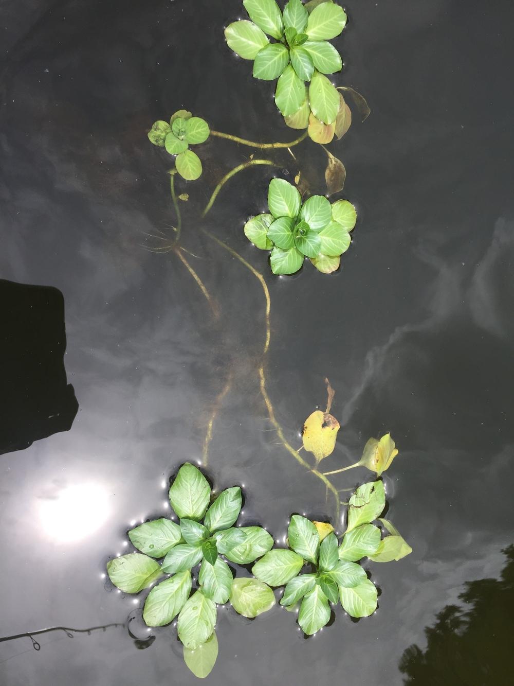 Photo of Water Primrose (Ludwigia peploides) uploaded by WhistlingWisteria