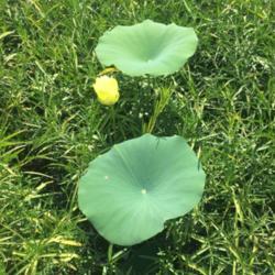 Location: Summerton, SC
Date: 2020-07-24
I found this wonderful american lotus in the middle of a group of