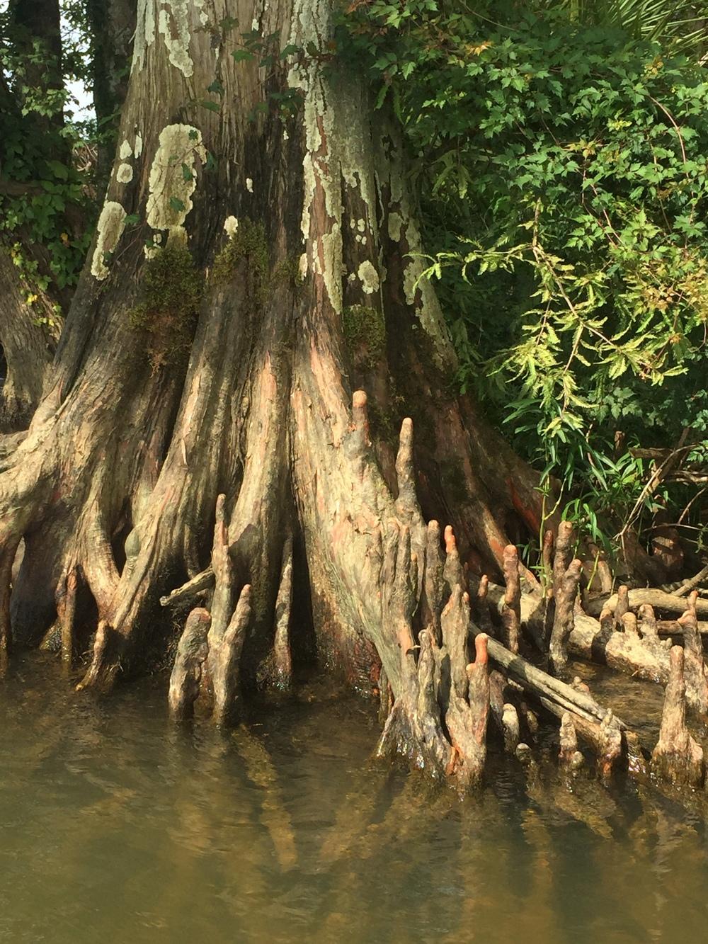 Photo of Bald Cypress (Taxodium distichum) uploaded by WhistlingWisteria