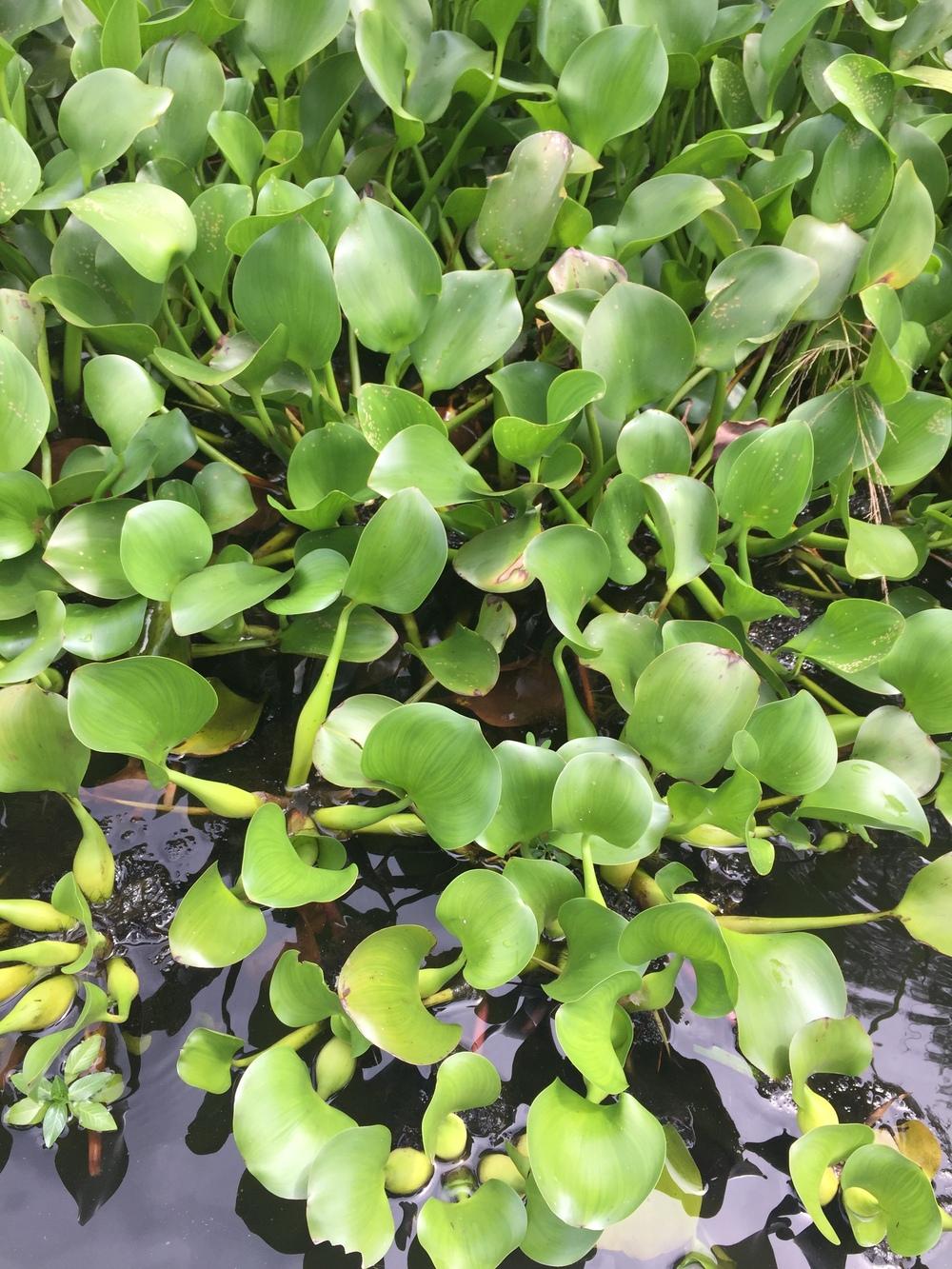 Photo of Water Hyacinth (Eichhornia crassipes) uploaded by WhistlingWisteria