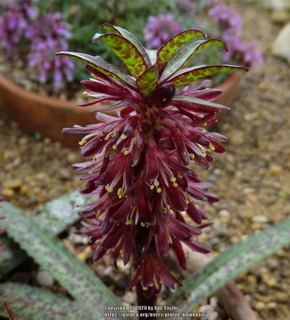 Photo of Pineapple Lily (Eucomis vandermerwei) uploaded by kniphofia