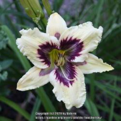 Location: My Garden, Ontario, Canada
Date: 2020-07-27
I love the pattern on this cultivar!