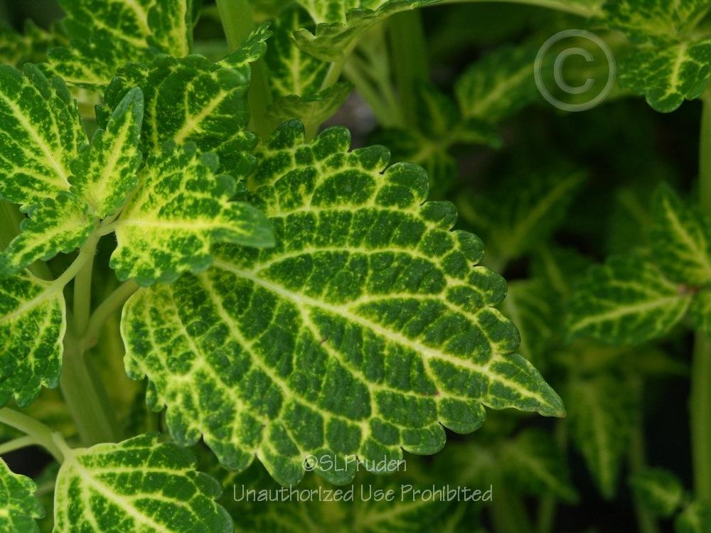 Photo of Coleus (Coleus scutellarioides Electric Lime®) uploaded by DaylilySLP
