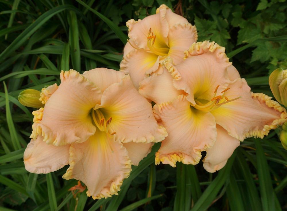 Photo of Daylily (Hemerocallis 'Browns Ferry Royalty') uploaded by Dennis616