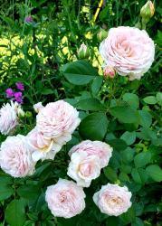 Thumb of 2020-07-30/Cottage_Rose/a62bb1