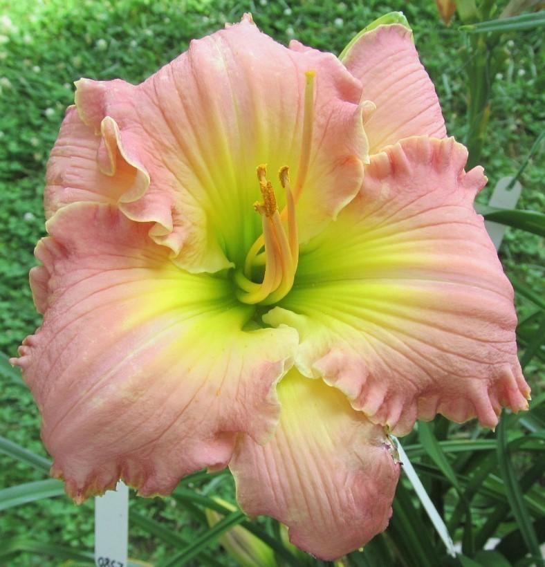 Photo of Daylily (Hemerocallis 'Angel in Disguise') uploaded by Sscape