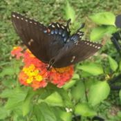 I spied this beautiful butterfly on my lantana!  I think it's a f