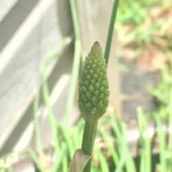 Location: Mooresville, NC
Date: 2020-07-30
A new flower spike and the first of this year!