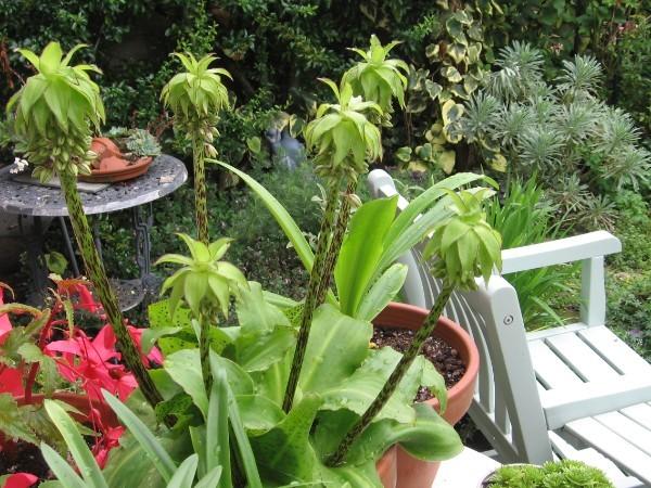 Photo of Pineapple Lily (Eucomis autumnalis) uploaded by Yorkshirelass