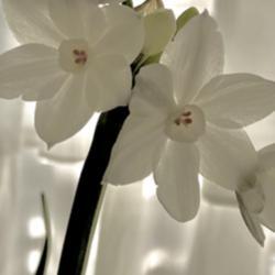 Location: Mississippi
Date: November
Translucent - Paperwhites - Narcissus papyraceus