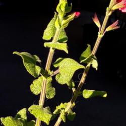Location: Albuquerque, NM Zone 7b
Leaves are slightly fuzzy. Smell like salvia with a hit of lemon.