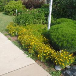 Location: Wayne, Pennsylvania
Date: 2020-07-05
line of plants in yellow bloom in border