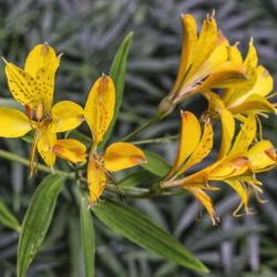 Location: Cleveland Botanical Gardens, Cleveland, Ohio
Date: 2013-09-13
Peruvian lily, Alstroemeria 'Sweet Laura'.  Described as the firs