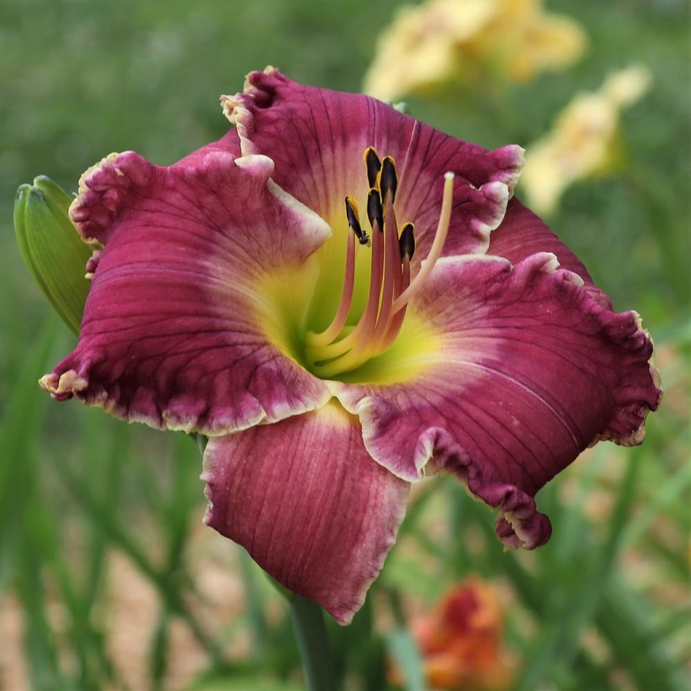 Photo of Daylily (Hemerocallis 'Cooler by the Lake') uploaded by blue23rose