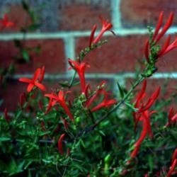 Location: in my friend's garden in Oklahoma City
Date: 07-30-2020
Anisacanthus quadrifidus var. wrightii 'Select Red'