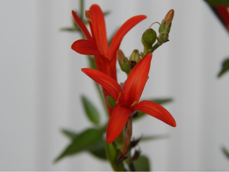 Photo of Flame Anisacanthus (Anisacanthus quadrifidus var. wrightii 'Select Red') uploaded by jathton