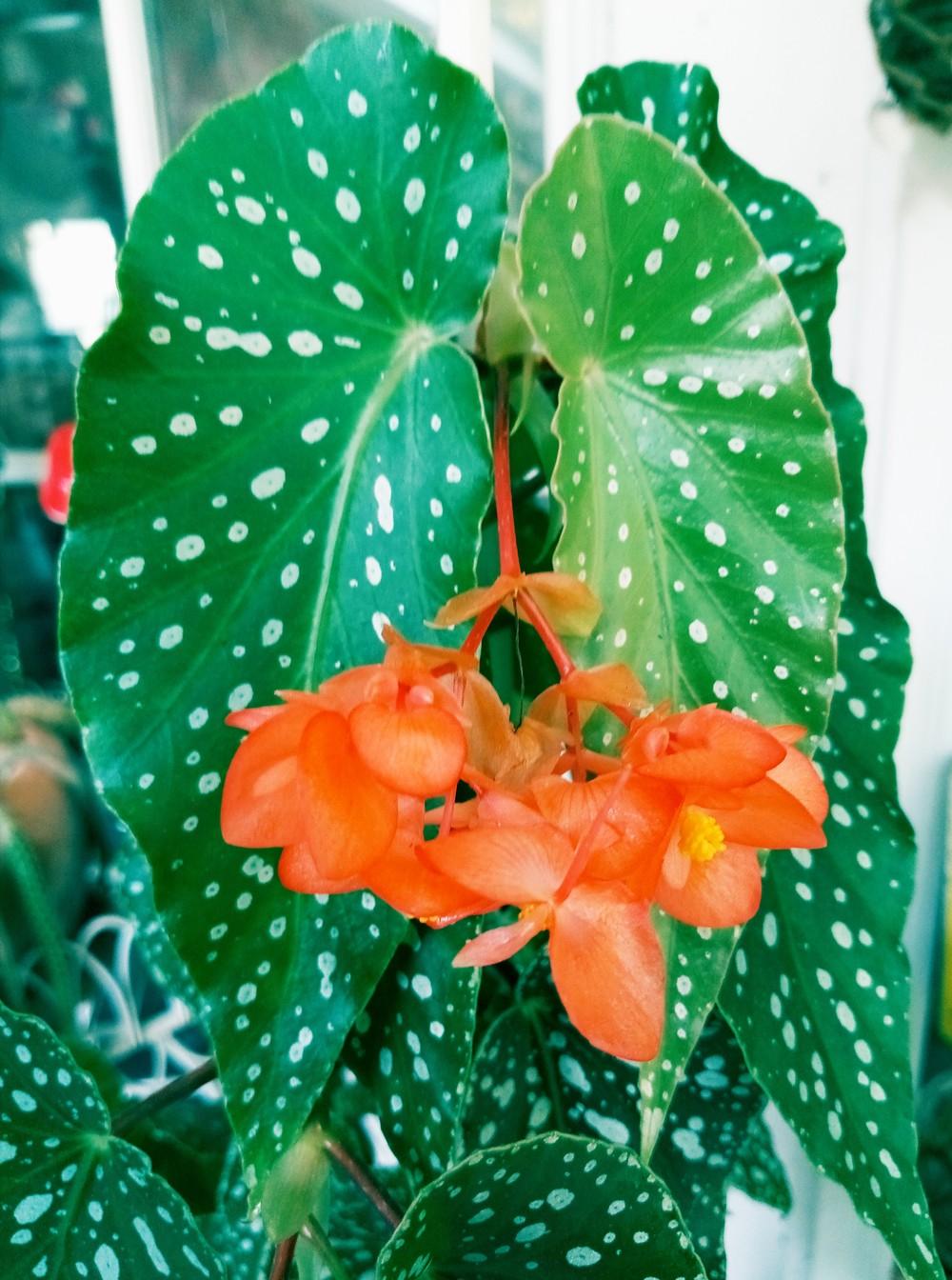 Photo of Cane Begonia (Begonia 'Orange Rubra') uploaded by tabbycat