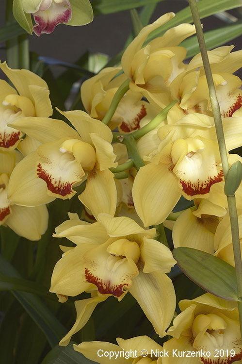 Photo of Orchid (Cymbidium) uploaded by Nick_Kurzenko