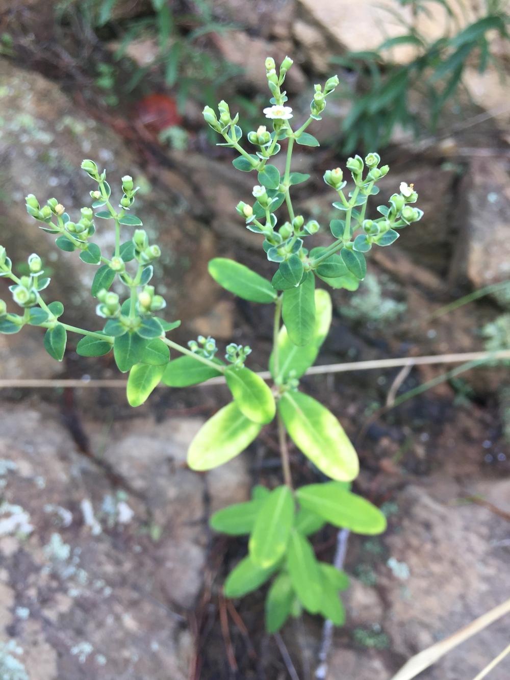 Photo of Flowering Spurge (Euphorbia corollata) uploaded by WhistlingWisteria