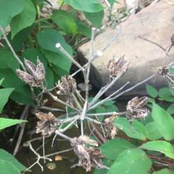 Location: Lake James, NC
Date: 2020-08-01
I think these are leftover seed heads from last winter.