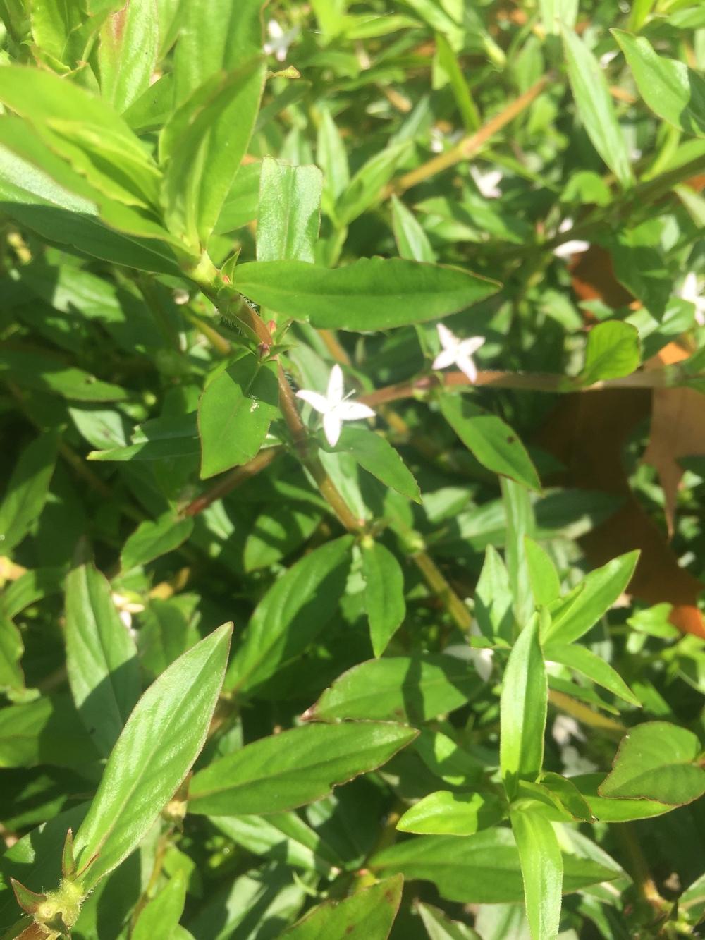 Photo of Virginia Buttonweed (Diodia virginiana) uploaded by WhistlingWisteria