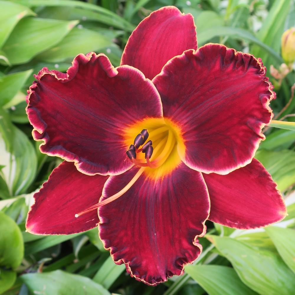 Photo of Daylily (Hemerocallis 'Spacecoast Dark Obsession') uploaded by joelsted