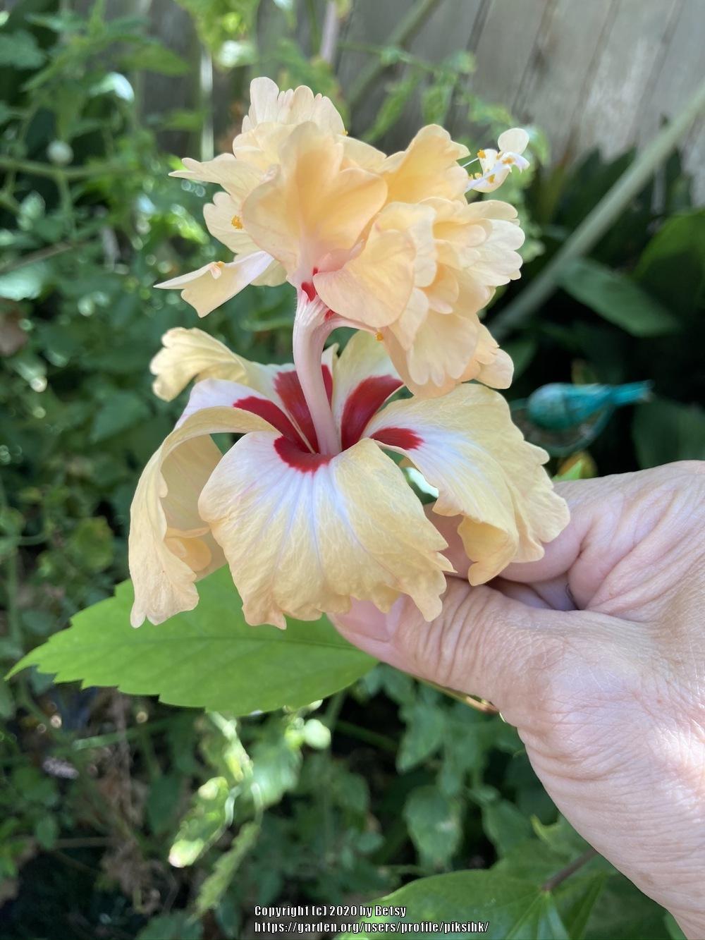 Photo of Tropical Hibiscus (Hibiscus rosa-sinensis 'Sport of Sports') uploaded by piksihk