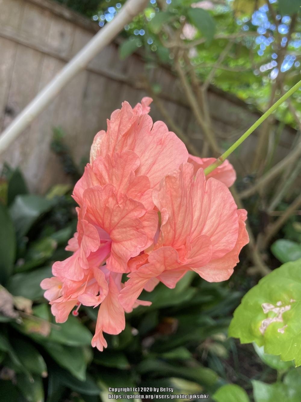 Photo of Tropical Hibiscus (Hibiscus rosa-sinensis 'El Capitolio Sport') uploaded by piksihk
