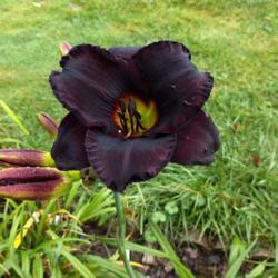 Location: Z:5 
Date: 2020-08-03
Blackest daylily I have seen thus far !