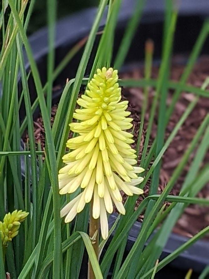 Photo of Torch Lily (Kniphofia 'Pineapple Popsicle') uploaded by Joy