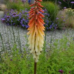 Location: RHS Harlow Carr, Yorkshire, UK
Date: 2020-07-25