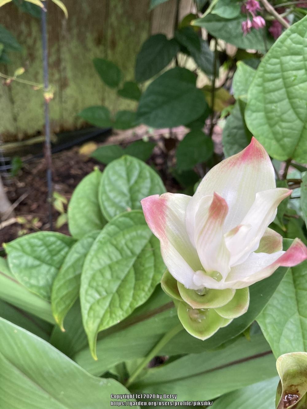 Photo of Siam Tulip (Curcuma alismatifolia) uploaded by piksihk