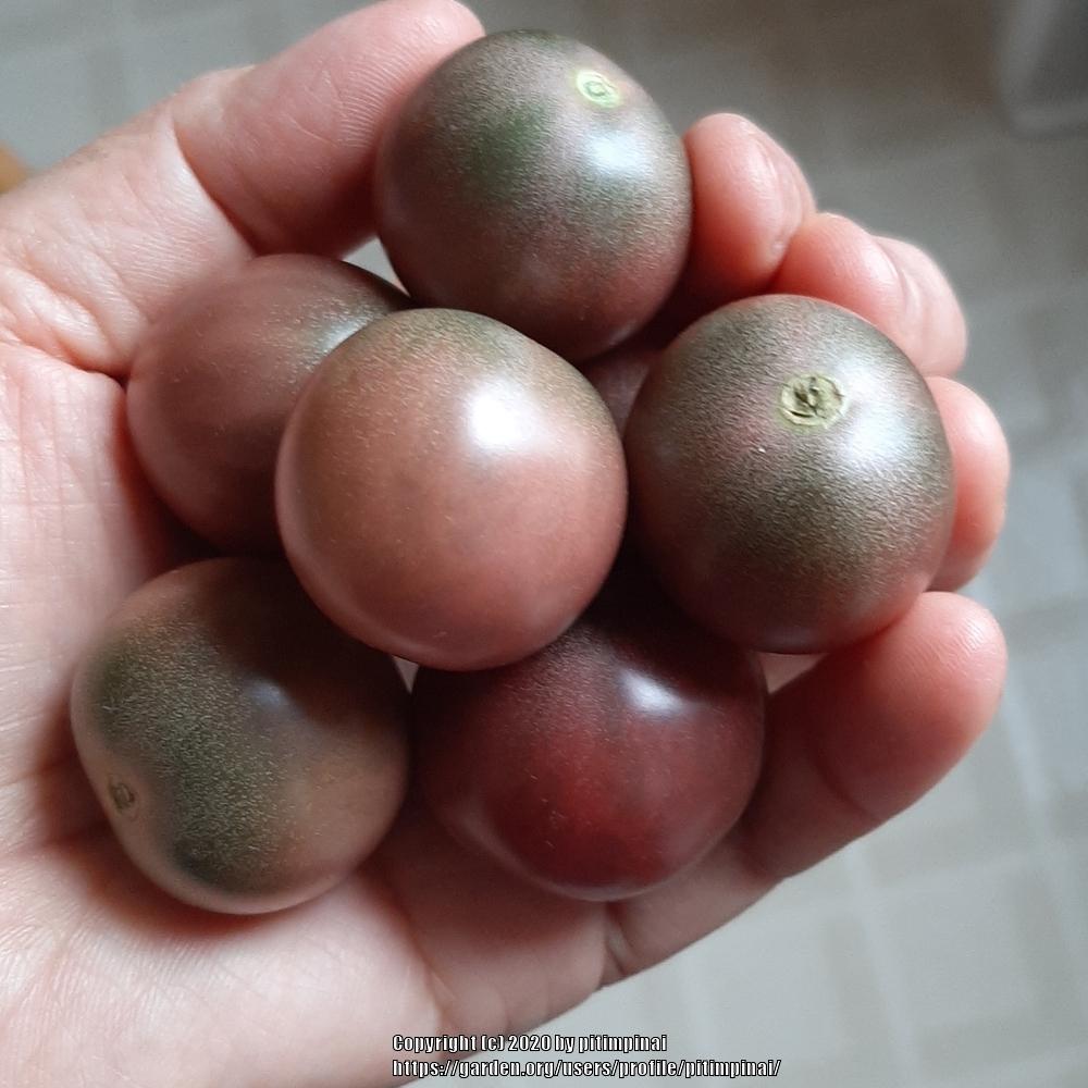 Photo of Tomato (Solanum lycopersicum 'Black Cherry') uploaded by pitimpinai