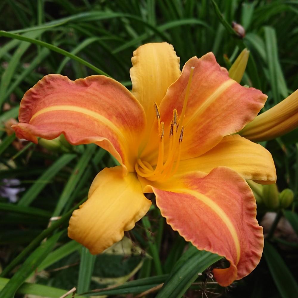 Photo of Daylily (Hemerocallis 'Frans Hals') uploaded by D3LL